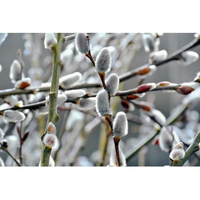 GIANT WHITE PUSSY Willow Salix Chaenomeloides 4 Pot Size EUR 41 95