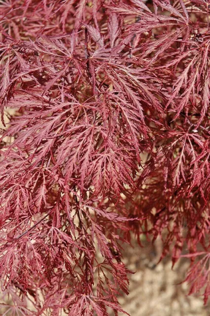 Japanese Maple Acer Palmatum Dissectum Ever Red Eur Picclick Fr