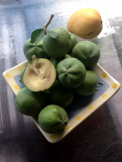 White sapote seedling - rare fruit tree