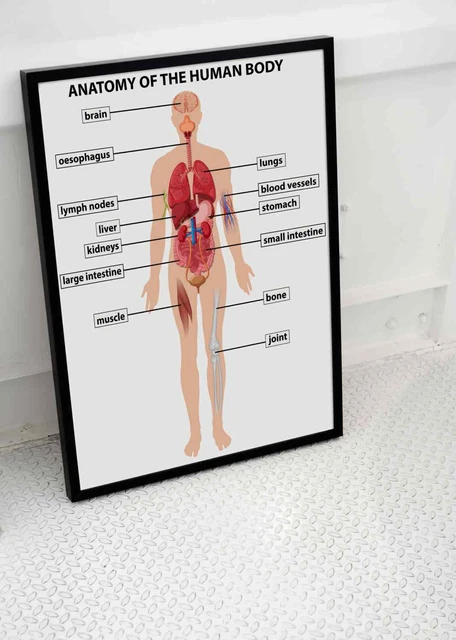 ANTIQUE VINTAGE HUMAN Anatomy Body Wall Chart Poster Medical BRC J.Teck ...