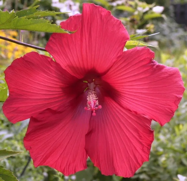 LORD BALTIMORE Hardy Hibiscus -- Plant in 4.5" pot