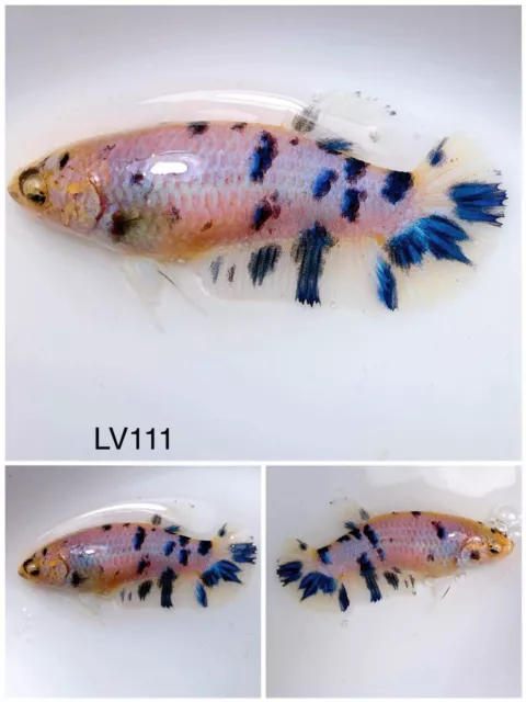 Betta Live Fish Female Marble HMPK  LV111 Ask Seller Shipping Cost Before Buy