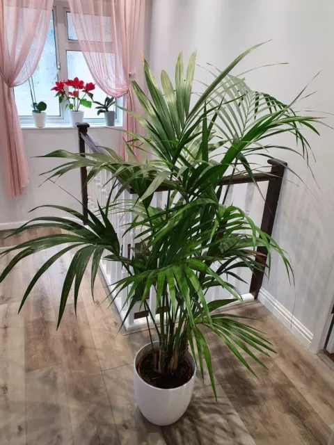 Areca Palm Large Indoor House Plant Real Tropical Exotic Evergreen Tall Plants