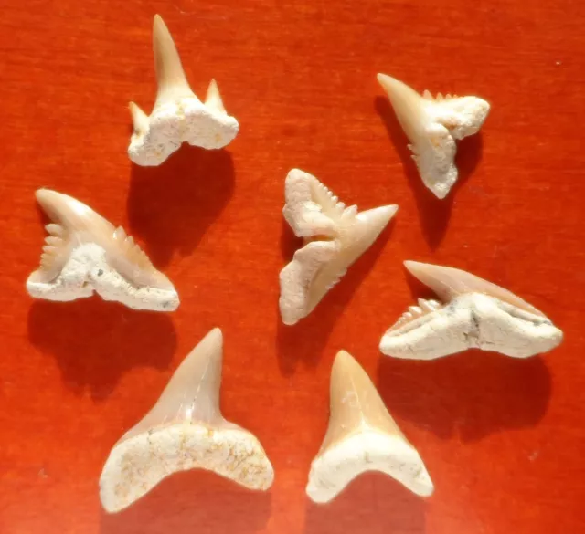 Dents De Requins Fossiles Éocènes