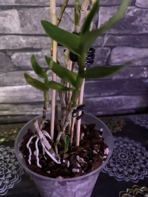 Orchidee Dendrobium mohlianum NATURFORM / Blühfähig / Seltenheit 2