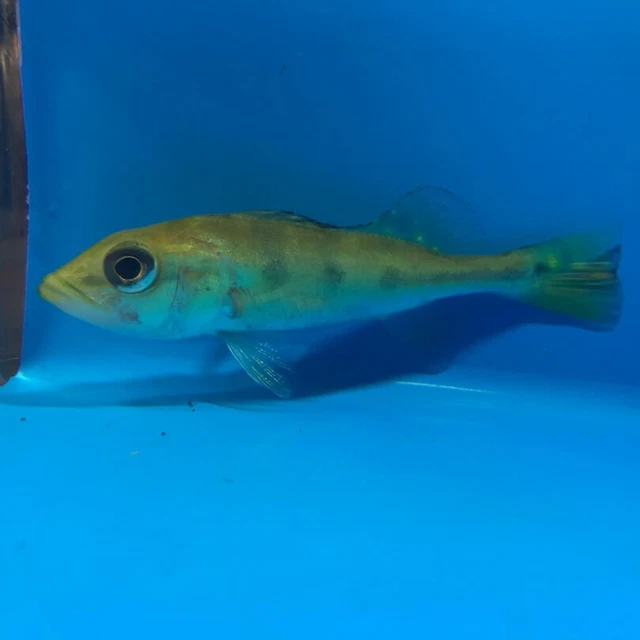 Golden kelberi peacock bass 2" in length live tropical fish 3