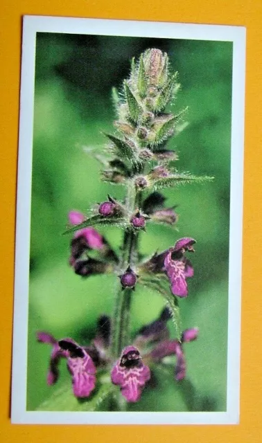 John Player & Son,  Doncella. Hedge Woundwort  Card No 15