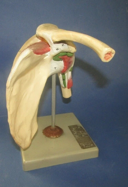 VINTAGE 1960-70 MODEL Anatomical Anatomical Anatomical Anatomy Model