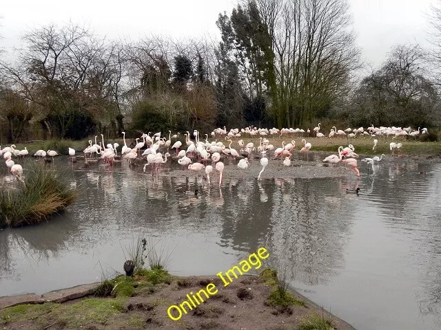 Photo 6x4 Greater Flamingo Pool, Slimbridge Shepherd's Patch A colony of  c2012