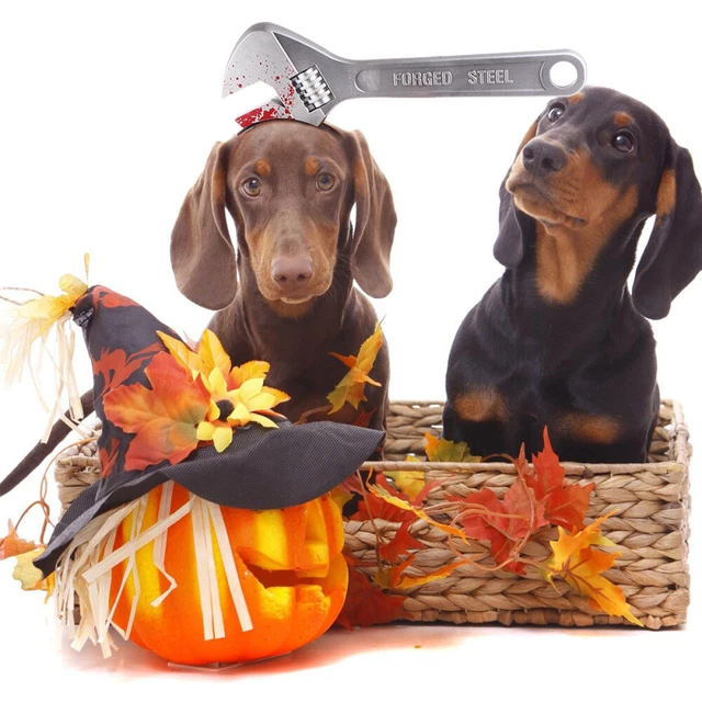 1 pieza Mascota Halloween Cabeza Divertida Llave Artificial Bloody