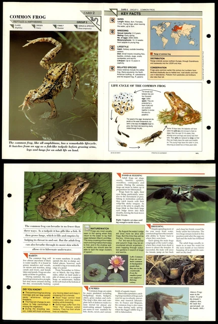 COMMON FROG #2 Reptiles Wildlife Fact File Fold-Out Card £1.99 ...