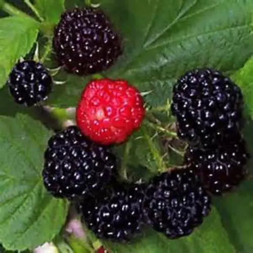 Black Raspberry Bush Seeds -  SWEET DELICIOUS FRUIT - COMB. S/H  See Our Store!
