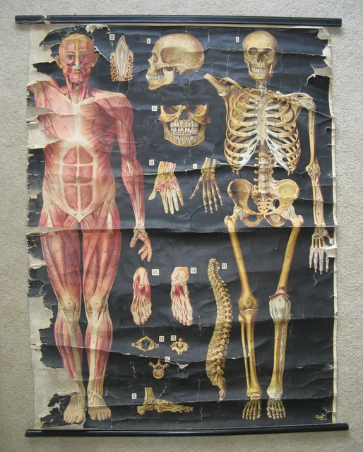VINTAGE WALL CHART Poster Human Anatomy Muscular Skeletal System ...