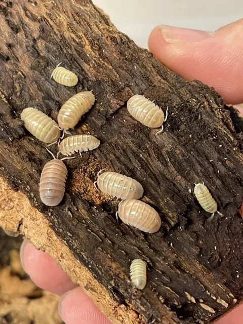 Armadillidium Vulgare T- Albino × 10. Isopods clean up crew + Springtails.