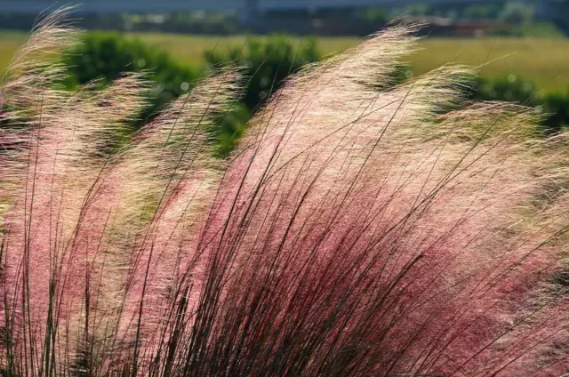 Eragrostis Ruby Silk Ornamental Grass 50 Seeds, Love Grass