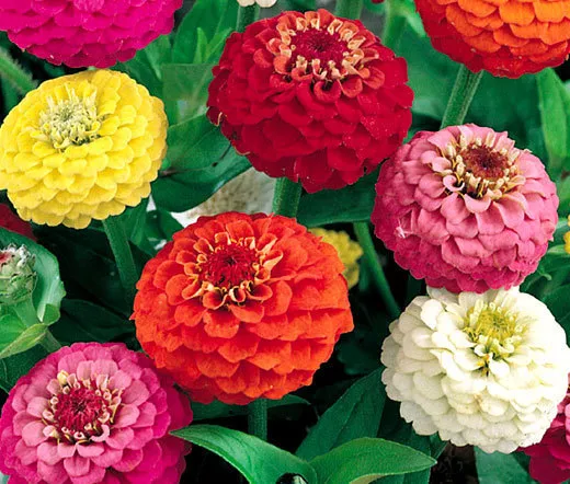 ZINNIA LILLIPUT MIXED COLORS Zinnia Elegans - 1,100 Bulk Seeds