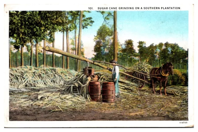 Vintage Sugar Cane Grinding on A Southern Plantation, Landscape, Postcard