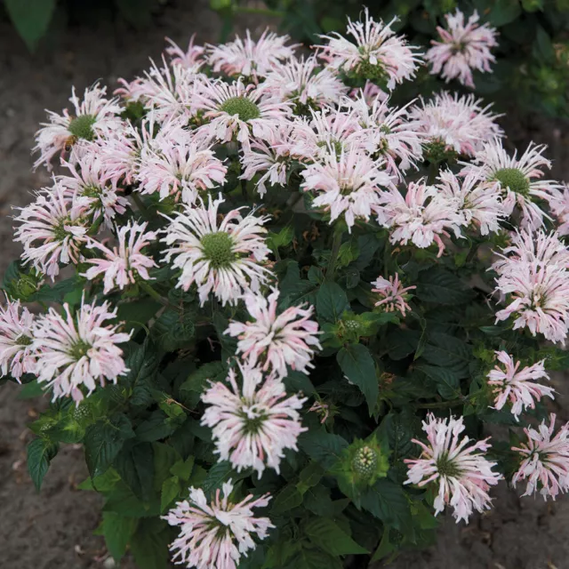 Monarda 'Melua Appleblossom' XL Plug Plants x 6. Perennial flowers. Pale pink.