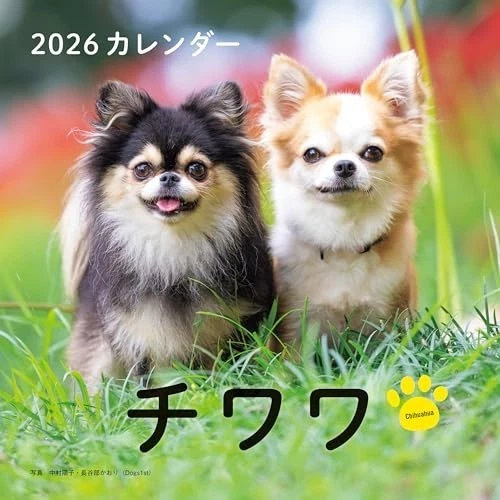Chihuahua Kalender kopen? Ruim Aanbod & Scherpe Prijzen