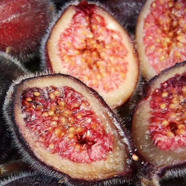 Sandpaper  Fig (Ficus coronata) 20  Seeds