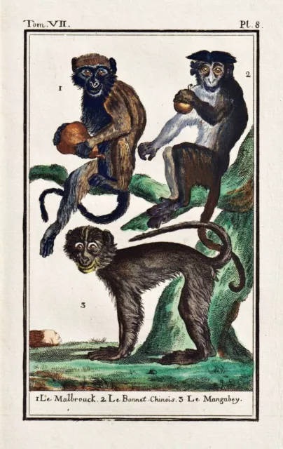 Malbrouck Bonnet Macaque Hutaffe Mangabey Monkey Ape Engraving Buffon 1780