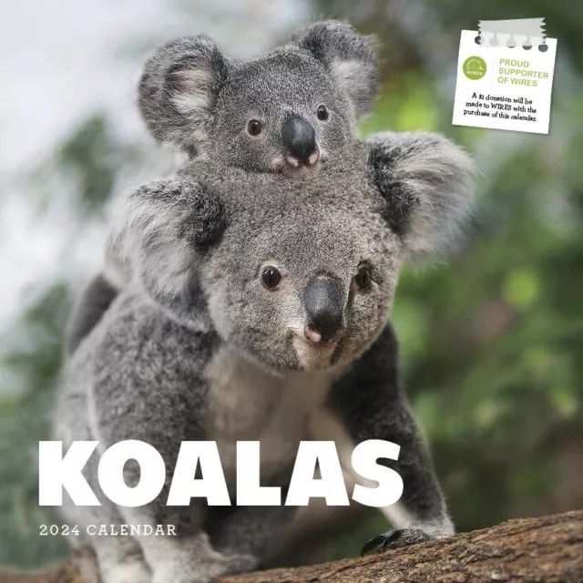 2024 Calendar Koalas Square Wall by Paper Pocket 30cm x 30cm