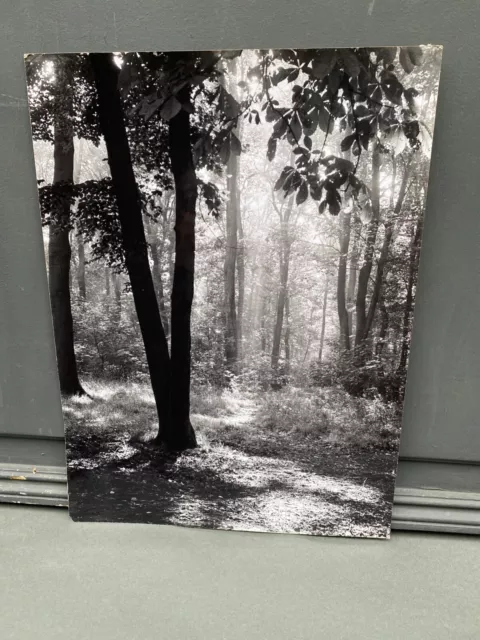 Photographie argentique Bernard Darot Contre-jour au Bois Boulogne SNMF M1488