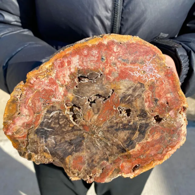 3.2lb Large Beautiful polished Arizona red petrified wood slice mineral specimen