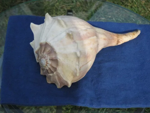 1980s Florida Gulf Conch Lightning Welk Sinistrofulgur perversum Left shell 10"