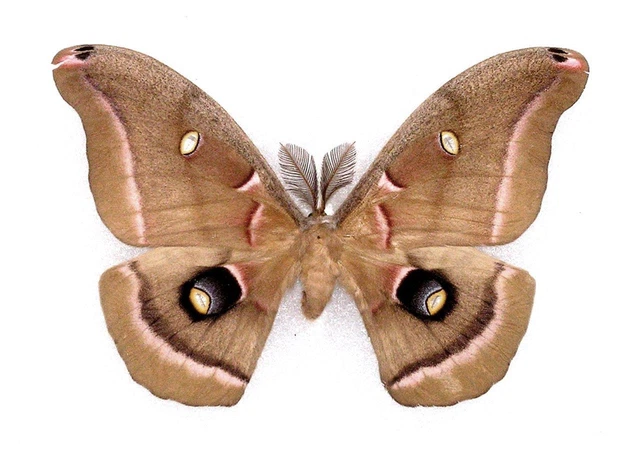 BUTTERFLY/MOTH/MOUNTED Real Framed Saturniid ANTHERAEA POLYPHEMUS