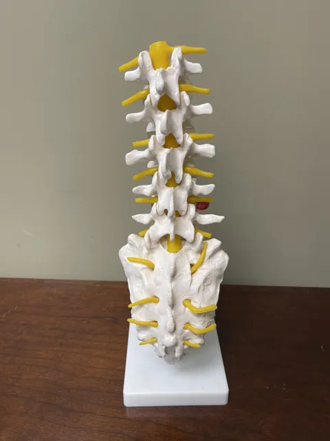 Human Spine Model 1:1 Life Size Lumbar Vertebrae Spine Set Anatomy Model Study