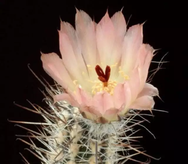 Austrocactus duseni SEEDS -  - SEMI SAMEN KORN SEMILLAS