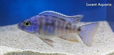 1.5" Male Blue Peacock Cichlid (African)