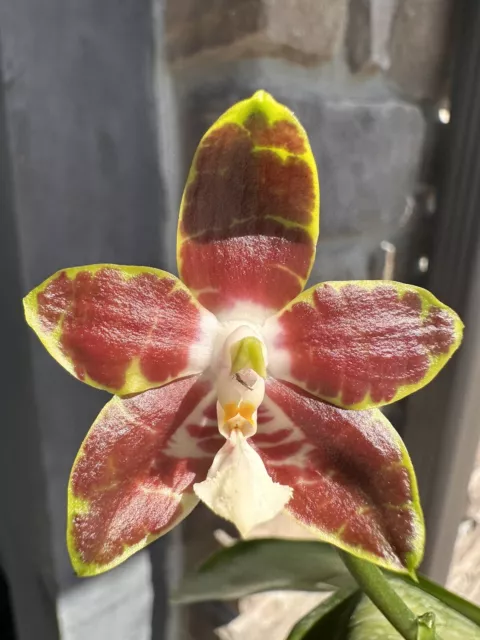 Orchid Phal Phalaenopsis venosa CH × Green. Fragrant. Species. OUT Of Bloom. C.