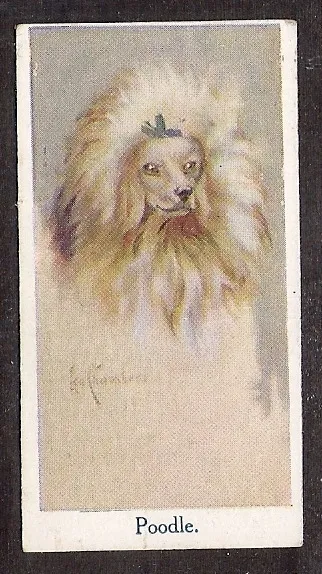 1924 UK Leo Chambers Dog Art Head Study Moustafa Cigarette Card TOY MINI POODLE