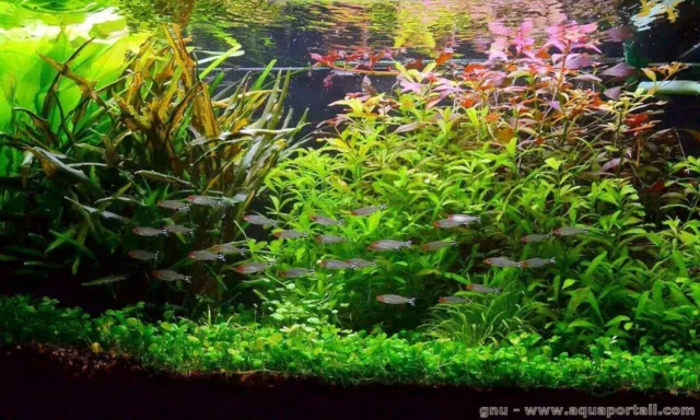 Plantes aquarium de 30L avec 6 variétés à racines et tiges + 2 clado gratuite