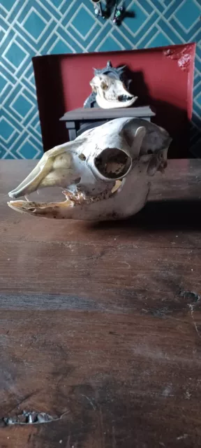 Alpaca Skull..taxidermy, Gothic, Pagan