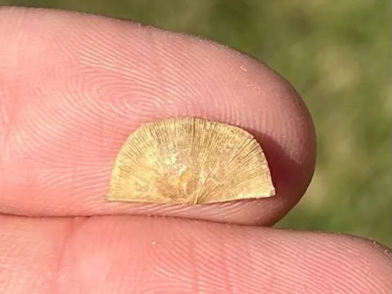 Oklahoma Fossil Brachiopod Sowerbyella variabilis Bromide Fm Ordovician Age