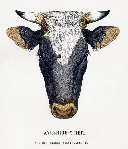 Ayrshire - Steer - 1874 - Breeds Of Cattle - Illustration Magnet
