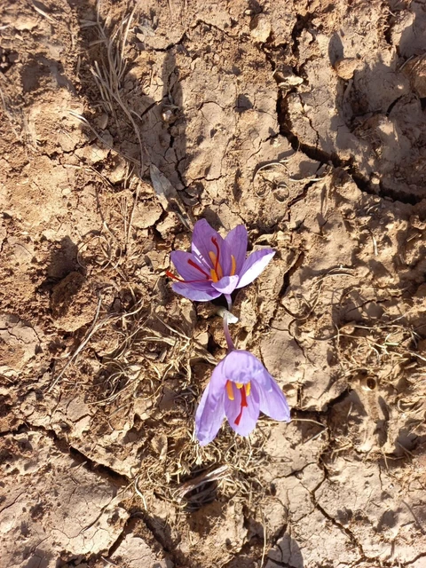MOROCCAN SAFFRON THREADS 1g Single Origin Taznakht Atlas Iznagen 