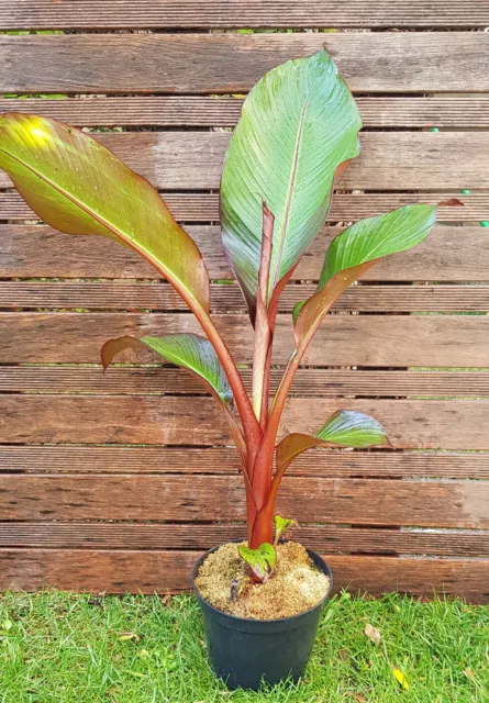 MUSA ENSETE MAURELLI "Bananier Rouge D'Abyssinie"