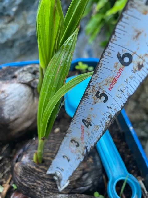 Coconut Seed Dwarf Organic seed sprouted 6 inches + tall Coconut Seed Dwarf Organic seed sprouted 6 inches + tall