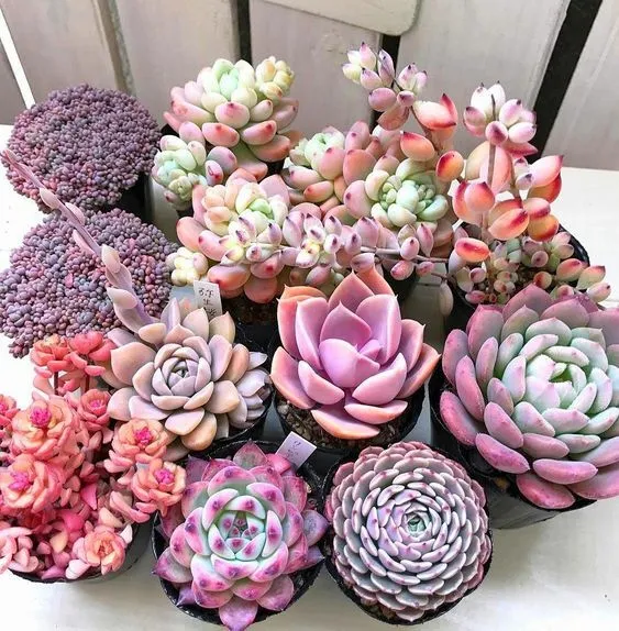 Mixed RARE Succulent Seeds all unique types excellent germination and color!