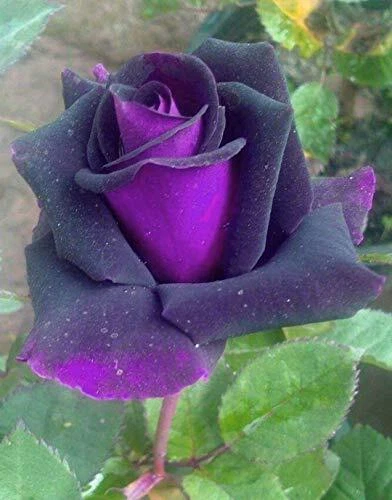 Roses 30Pcs Rare Rose Seeds Plants