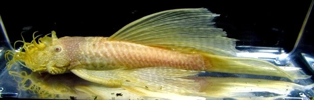 SMALL Albino Longfin Bushynose Pleco LIVE FISH Read Description