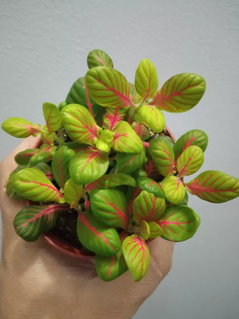 Fittonia SURTIDA de colores planta hojas de color plantas interior terrario NERV