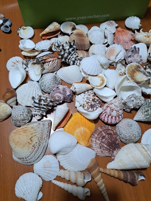 Conchiglie Di Capesante Naturali - 20 Pezzi, 6-8cm, Bianche, Per Decorazioni Nozze, Party A Tema Spiaggia E Fai-da-te - Foto 2