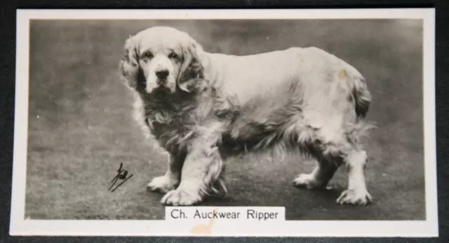 CLUMBER SPANIEL   Show Champion  Vintage 1930's Photo Card  BD01M