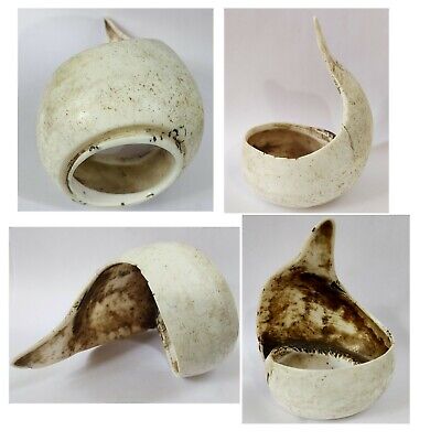 Antique conch shell bangle from Konyak tribe Nagaland North East India,  C1