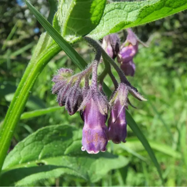 3 Graines de Grande consoude, Oreille d'âne, Symphytum officinale